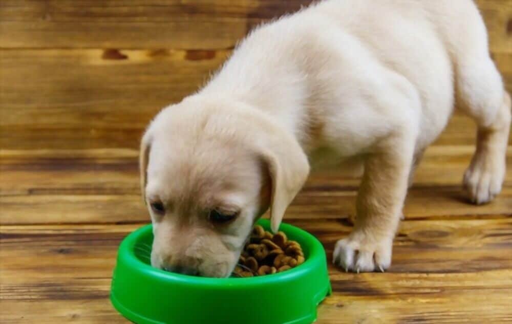 How To Keep Baby Out of Dog Bowl to Protect Him